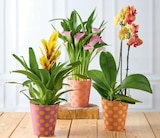 Plante fleurie - Super U Plante fleurie à 6,99 € dans le catalogue Super U
