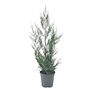 Cyprès de Leyland en promo chez Carrefour Bourges à 2,99 €