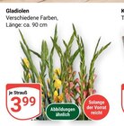 Gladiolen im Angebot bei GLOBUS in Hof Gladiolen Angebote bei GLOBUS Hof für 3,99 €