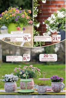 Pflanzen im Garten-Center Nordharz GmbH & Co. KG Prospekt "SUMMER TIME!" mit 16 Seiten (Braunschweig)