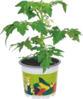 Plant de légume - GARDENLINE en promo à 1,79 € chez Aldi Plant de légume - GARDENLINE dans le catalogue Aldi