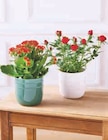 Rosier ou kalanchoe en promo à 4,99 € chez Hyper U Rosier ou kalanchoe dans le catalogue Hyper U