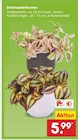 Dreimasterblumen Angebote bei Netto Marken-Discount Ansbach für 5,99 €
