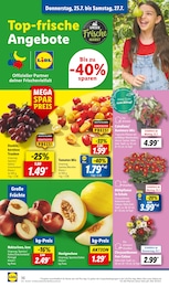 Lidl Chrysantheme im Prospekt 