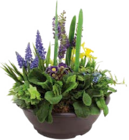 Floristisch bepflanzte Frühlingsschalen im aktuellen Globus-Baumarkt Prospekt