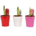 Amaryllis en promo chez Carrefour Amaryllis dans le catalogue Carrefour