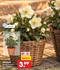Christrose Angebote bei Netto Marken-Discount Buchholz für 3,99 €