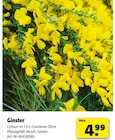 Ginster bei Hagebaumarkt im Lohne Prospekt für 4,99 €