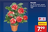 Aktuelles Kamelie Angebot bei Netto Marken-Discount in Krefeld ab 7,99 €