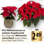 Mini-Weihnachtsstern in goldener Kugelkeramik Angebote bei E center Singen für 2,49 €