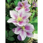 Carrefour Aire-sur-la-Lys - Promo Clématite Promo Clématite à 7,99 € dans le catalogue Carrefour à Aire-sur-la-Lys