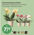 Schmetterlingsorchidee Phalaenopsis 'Natural Charm' im aktuellen V-Markt Prospekt für 7,99 €
