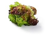 Lidl Gangelt - Multicolor Salat Angebot im Prospekt Multicolor Salat bei Lidl im Gangelt Prospekt für 0,99 €