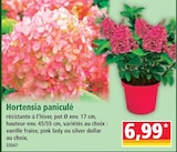 Norma Strasbourg - Promo Hortensia paniculé Promo Hortensia paniculé à 6,99 € dans le catalogue Norma à Strasbourg