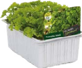 Salat- und Gemüsesetzlinge bei Globus-Baumarkt im Müllheim Prospekt für 1,99 €