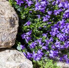 Glockenblume Angebote bei BBM Baumarkt Delmenhorst für 3,99 €