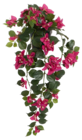 Aktuelles Zimmerpflanze Bougainvillea Angebot bei Rusta in Essen ab 7,45 €