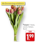 Aktuelles Tulpen Angebot bei E center in Trier ab 1,99 €