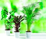 Promo Plantes vertes XL à 7,69 € dans le catalogue Norma à Vandœuvre-lès-Nancy