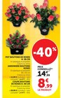 Pot Boutons de Roses en promo chez Super U Metz à 8,99 €