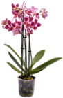 Aktuelles Orchidee Angebot bei Kaufland in Bremen ab 9,99 €