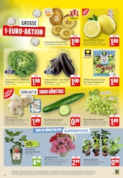 Zucchini im EDEKA Prospekt in Saarbrücken Aktueller EDEKA Prospekt mit Zucchini, "Aktuelle Angebote", Seite 5