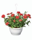 Suspension plantes fleuries - Lidl à Rueil-Malmaison Suspension plantes fleuries en promo chez Lidl Rueil-Malmaison à 6,49 €