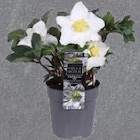 Christrose im Angebot bei EDEKA in Seevetal Christrose Angebote bei EDEKA Seevetal für 3,49 €