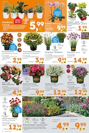 Blumen Angebot & Preis im aktuellen Globus-Baumarkt Prospekt Blumen Angebot im aktuellen Globus-Baumarkt Prospekt auf Seite 6