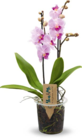 Orchidee Multiflora im Netto Marken-Discount Prospekt Orchidee Multiflora von im aktuellen Netto Marken-Discount Prospekt für 9,99 €