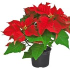 Penny Möckmühl - Roter Weihnachtsstern Angebot im Prospekt Roter Weihnachtsstern bei Penny im Möckmühl Prospekt für 2,49 €