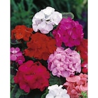 Géranium tricolore - Carrefour à Montpellier Géranium tricolore en promo chez Carrefour Montpellier à 3,29 €