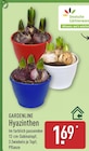 Hyazinthen von Gardenline für 1,69 € bei ALDI Nord im Angebot Hyazinthen von Gardenline im aktuellen ALDI Nord Prospekt