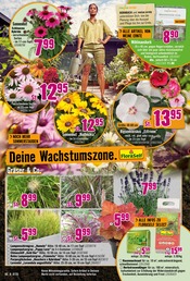 Hibiskus im Hornbach Prospekt in Osnabrück Aktueller Hornbach Prospekt mit Hibiskus, "Dir ist vieles Latte. Nur nicht Dein Garten.", Seite 14