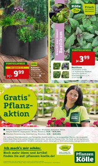 Kräuter im Pflanzen Kölle Prospekt "Gratis Pflanzaktion!" mit 18 Seiten (München)