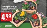 Frühlingsblüher-Mix bei E center im Stolberg Prospekt für 4,99 €