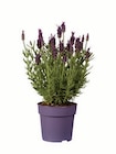 Lavendel stoechas Angebote bei Lidl Düsseldorf für 2,79 €
