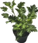 Géranium Citronnelle - GARDENLINE - Aldi à Troyes Géranium Citronnelle - GARDENLINE en promo chez Aldi Troyes à 2,49 €