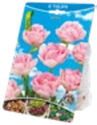 Blumenzwiebeln im Kaufland Prospekt Blumenzwiebeln im aktuellen Kaufland Prospekt für 1,49 €