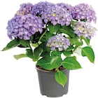 Hydrangea Macrophylla Music Collection - Pot de 5L à Botanic dans Volx