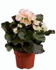 Bégonia - Lidl à Versailles Bégonia en promo chez Lidl Versailles à 3,27 €