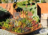 Knospenblüherheide „Sunset Girls“ bei Garten-Center Nordharz GmbH & Co. KG im Prospekt "" für 2,49 €
