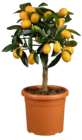 BBM Baumarkt Achim - Citrus Stamm Angebot im Prospekt Citrus Stamm bei BBM Baumarkt im Achim Prospekt für 24,99 €