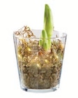 Amaryllis im Glas Angebote bei Lidl Niederkassel für 7,99 €
