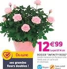 Rosier "infinity rose" à 12,99 € dans le catalogue Delbard