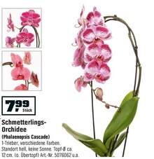 OBI Velbert - Schmetterlings-Orchidee (Phalaenopsis Cascade) Schmetterlings-Orchidee (Phalaenopsis Cascade) Angebot bei OBI Velbert im Prospekt "MACH’S DIR GEMÜTLICH."