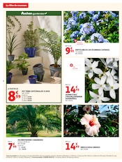 Promos Palmier dans le catalogue "LA FÊTE DE MAMAN" de Auchan Hypermarché Palmier en promo dans le catalogue Auchan Hypermarché à la page 6