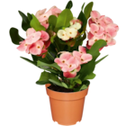 Aktuelle Blumen Angebote bei Netto Marken-Discount in Jena Aktuelles Christusdorn Angebot bei Netto Marken-Discount in Jena ab 4,99 €