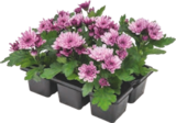 LOT DE 6 CHRYSANTHÈMES - GARDENLINE en promo chez Aldi Brest à 2,99 €