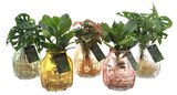 Plante verte en hydroculture H. 30 cm - Truffaut à Champigny-sur-Marne Plante verte en hydroculture H. 30 cm en promo chez Truffaut Champigny-sur-Marne à 16,99 €